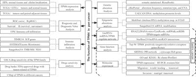 Integrated pan-cancer analysis and experimental verification of the roles of tropomyosin 4 in gastric cancer